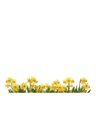 Tulipaner (120 cm) #0028