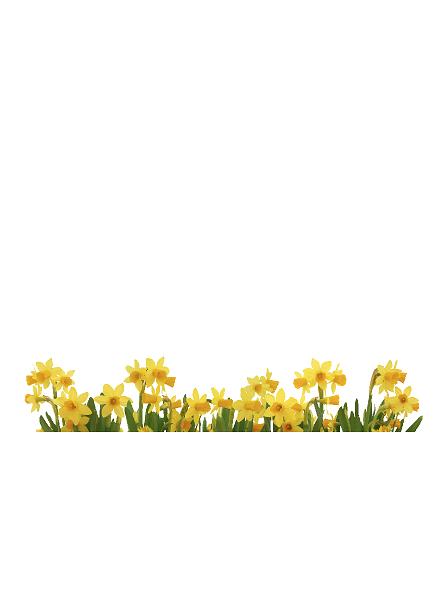 Tulipaner (120 cm) #0028