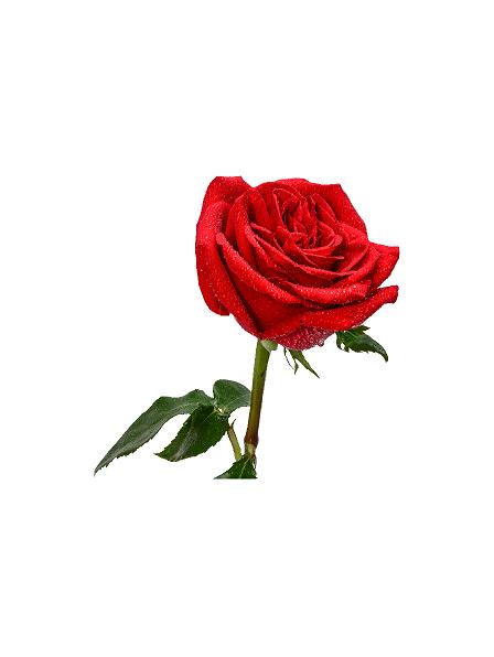 Sommer rose #0031