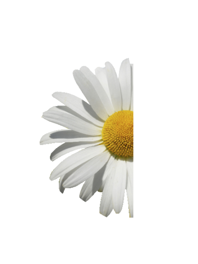 Sommer blomst (halveret, venstre vendt) 100 cm. #0018