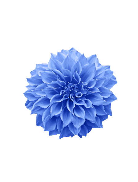 Sommer blomst #0024