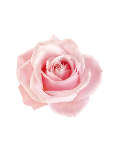 Sommer rose #0022