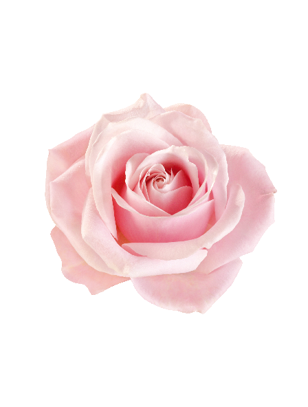 Sommer rose #0022
