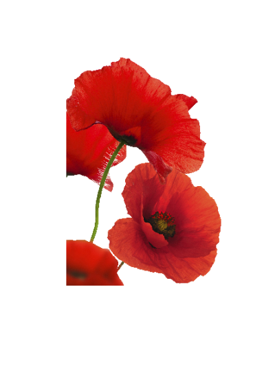 Sommer blomst #0030