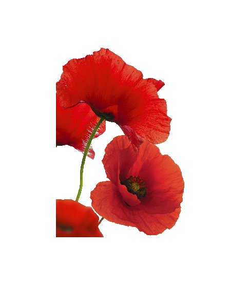 Sommer blomst #0030