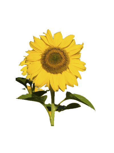 Sommer solsikke #0026