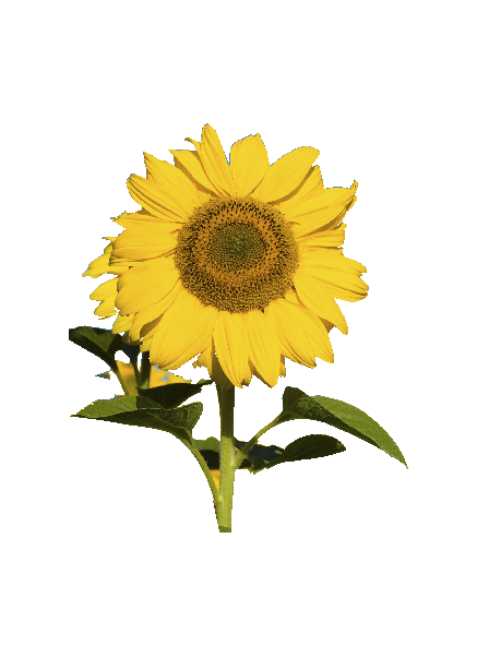 Sommer solsikke #0026