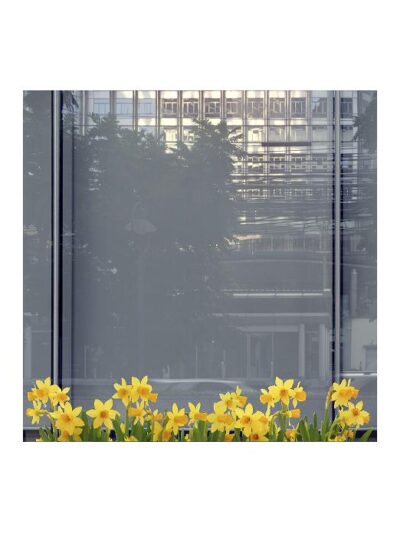 Tulipaner (120 cm) #0028