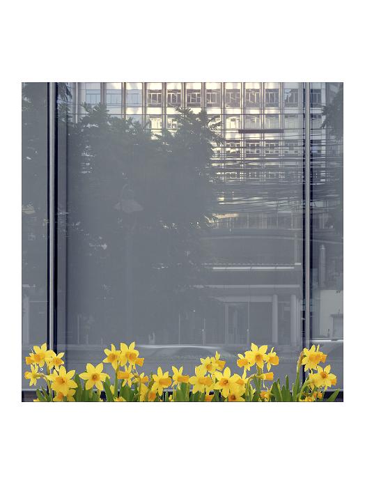 Tulipaner (120 cm) #0028