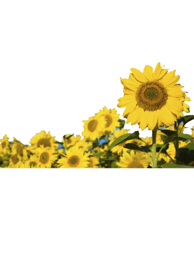 Sommer solsikker #0027