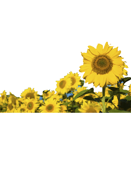 Sommer solsikker #0027