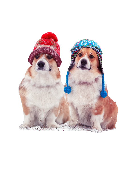 Hunde, Vinter #0330
