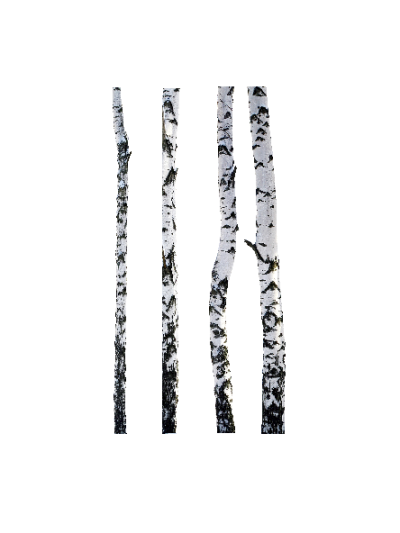 Birketræ h:190 cm #0038