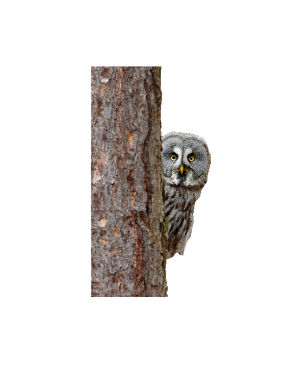 Ugle ved træ #0179