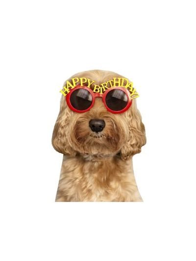 Hund, Fødselsdag #0372