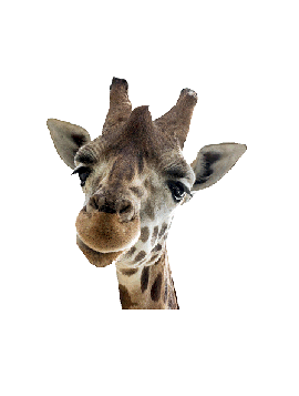 Giraf #0373