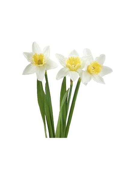 Tulipaner (120 cm.) #0019