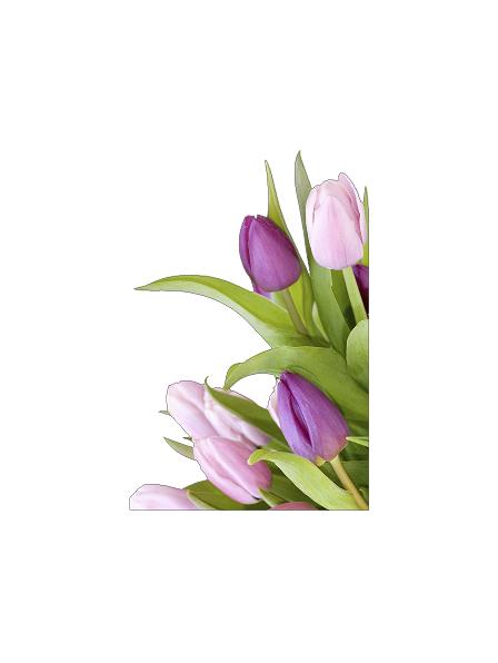 Tulipaner (120 cm) #0020