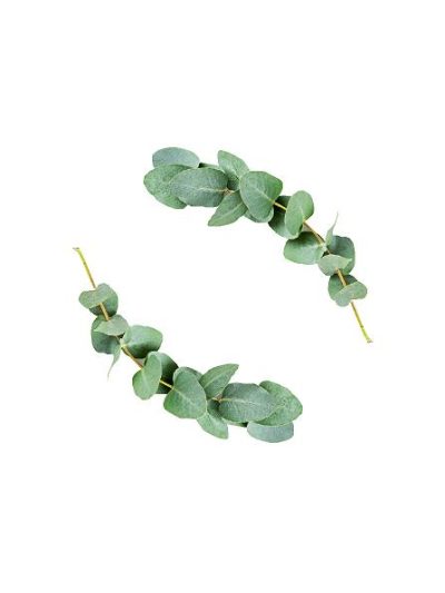 Eukalyptus (120 cm) #0035