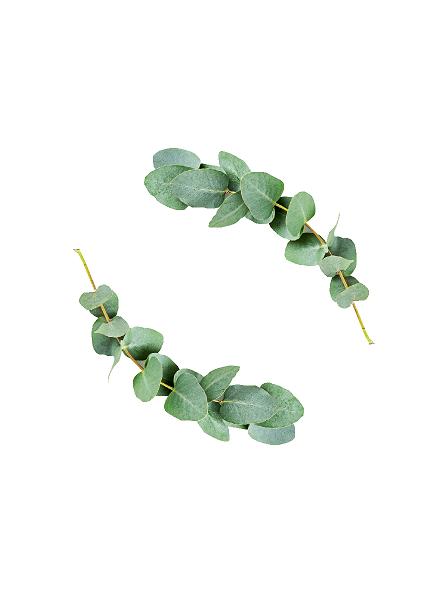 Eukalyptus (120 cm) #0035