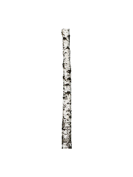 Birketræ 190 cm #0039