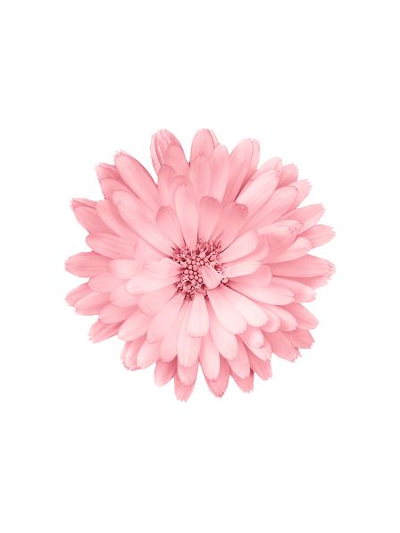 Blomst, lyserød (100 cm) #0384