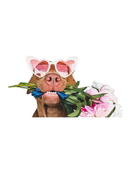 Valentine, Hund, blomster #0390