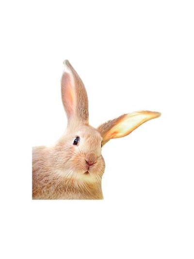 Påske hare kanin 120 cm#0467