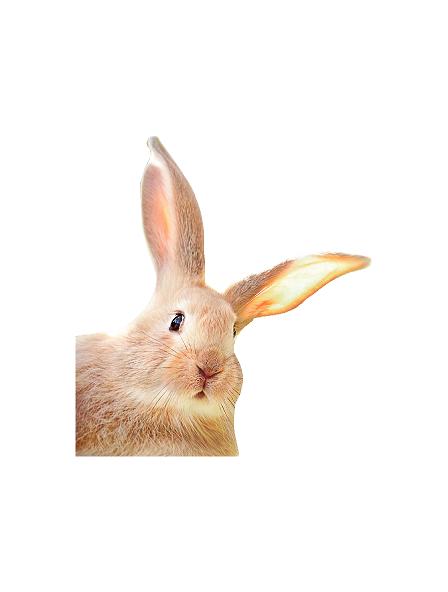 Påske hare kanin 120 cm#0467