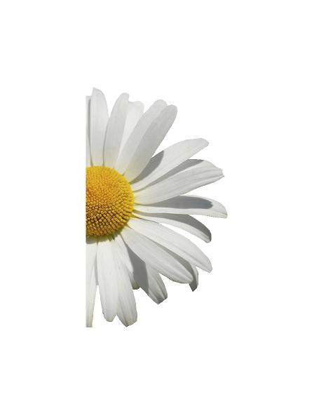 Sommer blomst (halveret, højre vendt) H: 100 cm. #0511