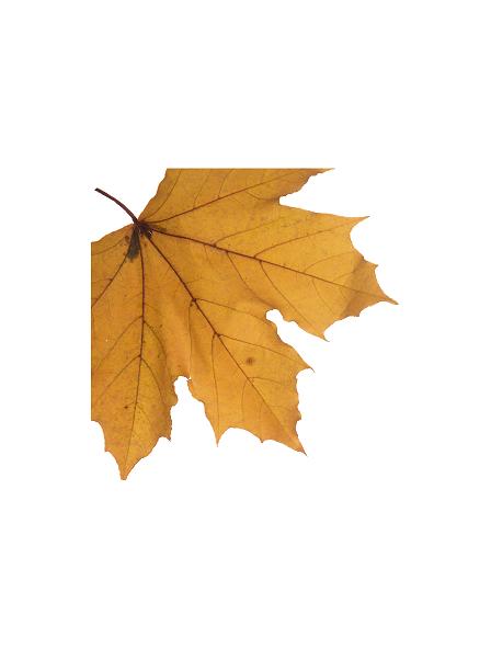 Blad i hjørne b: 80 #0560