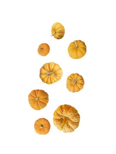 Halloween Græskar (h: fra 8- 35 cm) #0626