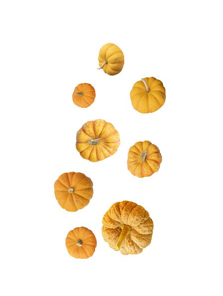 Halloween Græskar (h: fra 8- 35 cm) #0626