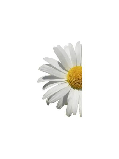 Forår, halv margorit #0018
