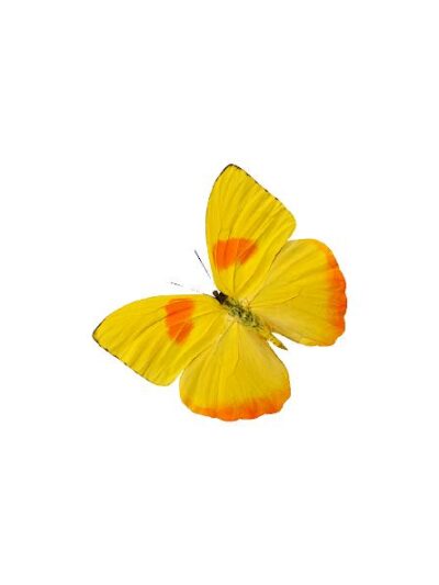 Forår, sommerfugl #0169